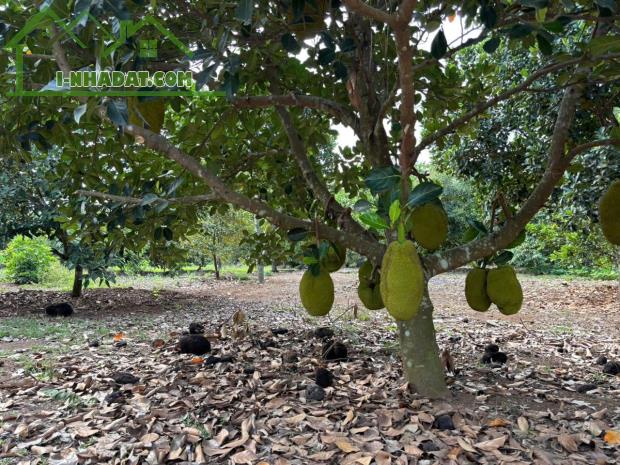 Cô Chú lớn tuổi - Cần Bán Gấp Lô Đất Vườn 2100m2 Dầu Giây, Đồng Nai - 2