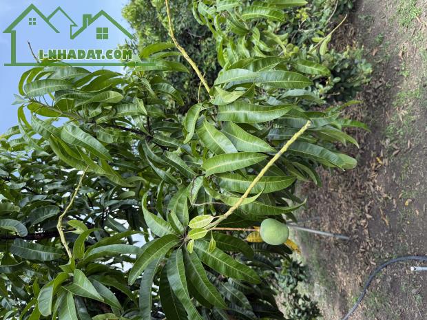 Chủ ngợp cần bán gấp lô đất vườn tại Định Quán giá rẻ chưa từng có - 3