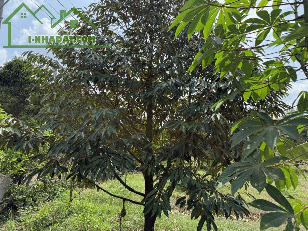 Chủ ngợp cần bán gấp lô đất vườn tại Định Quán giá rẻ chưa từng có - 4