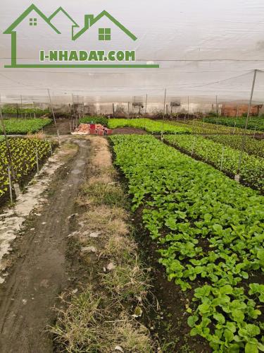 SONG HÀNH Tân Hiệp Hóc Môn Hẻm 7m 2020m2 Đất Chỉ 30 Tỷ - 2