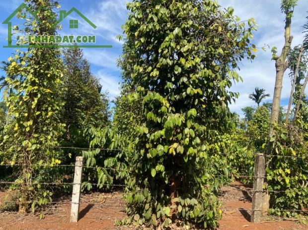 4,7 sào đất lk gốc 2 mặt tiền ,nguồn thu mạnh gần đường Hồ Chí Minh - 2