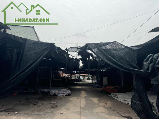 Bán Lô Gỗ Trắc, Vỉa Hè 2 Bên Đường Đang Làm, Trải Nhựa, Rất Thích Hợp Đầu Tư Sinh Lời - 1