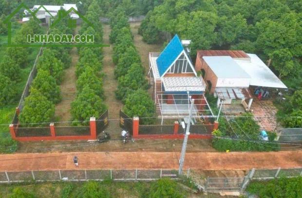 GIA ĐÌNH CÔ ÚT SANG MỸ ĐỊNH CƯ KHÔNG AI CHĂM VƯỜN NÊN CẦN ĐỂ LẠI CÓ 300 CÂY CÂY SẦU RIÊNG