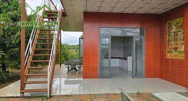 GIA ĐÌNH CÔ ÚT SANG MỸ ĐỊNH CƯ KHÔNG AI CHĂM VƯỜN NÊN CẦN ĐỂ LẠI CÓ 300 CÂY CÂY SẦU RIÊNG - 3