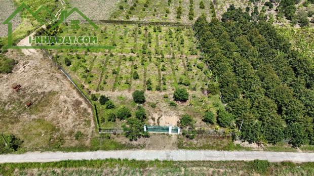 bán 4.300m2 xã Sông Cầu, Khánh Vĩnh quy hoạch full thổ cư có sẵn vườn trái cây - 3