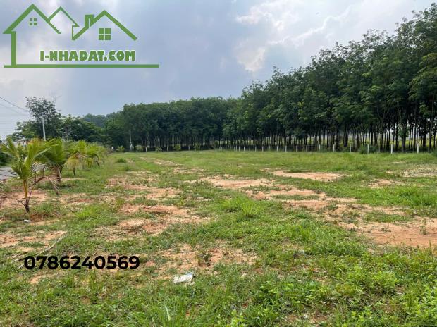 Bán đất Tân Định – Bến Cát, Bình Dương | Mặt tiền đường nhựa 10m | Sổ hồng riêng - 2
