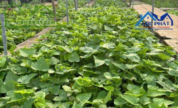 Bán đất full thổ cư phường An Hòa TP Biên Hòa 125m² giá chỉ 1,72 tỷ - 1