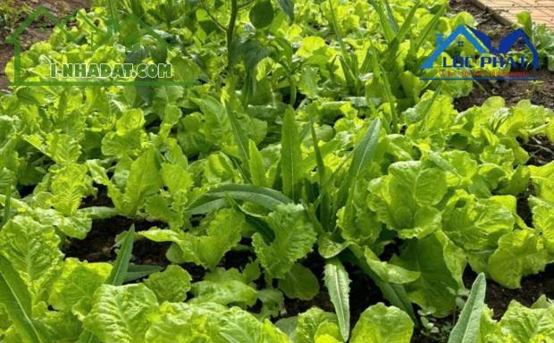 Bán đất full thổ cư phường An Hòa TP Biên Hòa 125m² giá chỉ 1,72 tỷ - 3