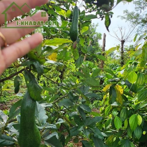 Chính chủ bán đất Tuy Đức – Đắk Nông, sát Lâm Đồng – khí hậu mát mẻ quanh năm - 2