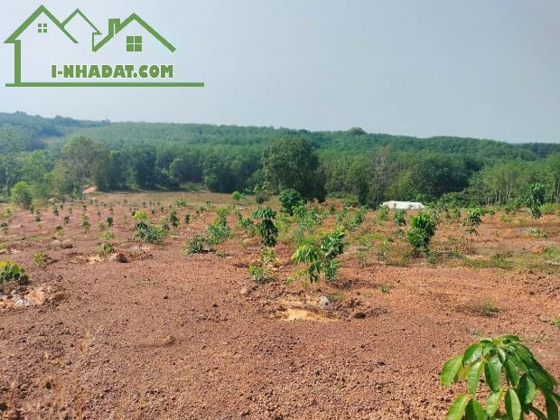 Chính chủ cần bán mảnh đất trồng cây lâu năm xã Tân Thành, Đồng Xoài , Bình Phước - 2