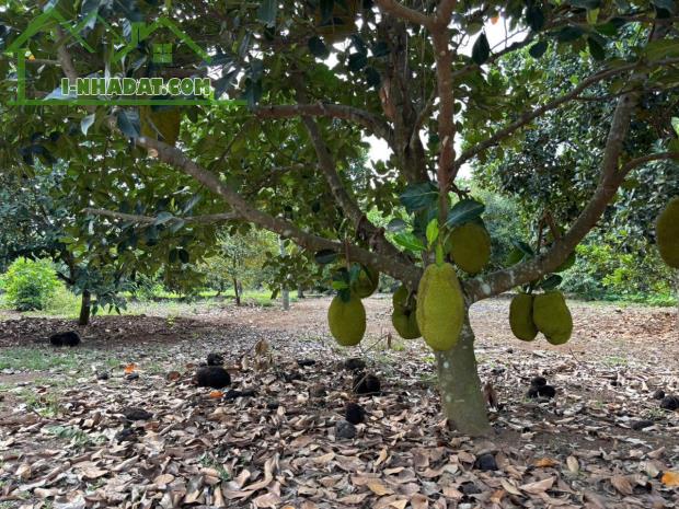 Nợ ngân hàng nên em cần bán gấp lô đất vườn giá rẻ tại Thống Nhất - 1