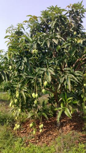 Nợ ngân hàng nên em cần bán gấp lô đất vườn giá rẻ tại Thống Nhất - 4