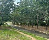 Buôn Đôn- Đắk Lắk dt 3.6ha thực tế 4ha có nhà cấp 4, sẵn nguồn nước, điện, sẵn nguồn thu