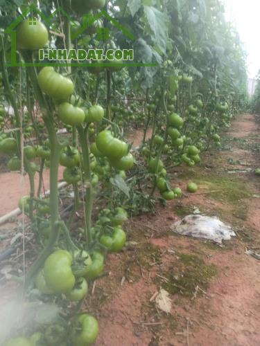Bán lô đất tại phường 5 nối liền với xã Tà Nung, TP.Đà Lạt, tỉnh Lâm Đồng - 2