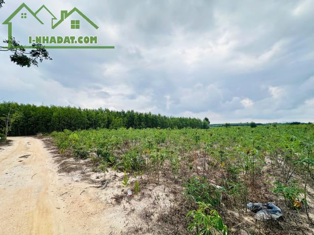 Bán 2256m2 đất Tân Bình - TX LaGi giá rẻ nhất 596tr/ sào sổ riêng - 1
