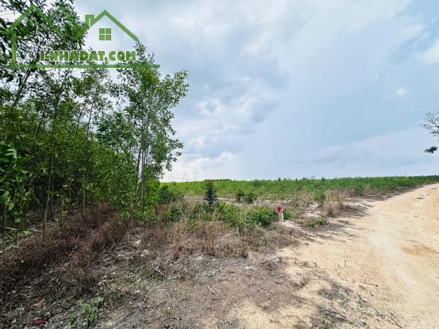 Bán 2256m2 đất Tân Bình - TX LaGi giá rẻ nhất 596tr/ sào sổ riêng - 4