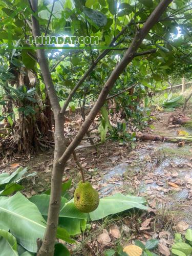 CẦN BÁN LÔ ĐẤT VỊ TRÍ ĐẸP- GIÁ TỐT TẠI huyện THANH TRÌ, Tp HÀ NỘI. - 1