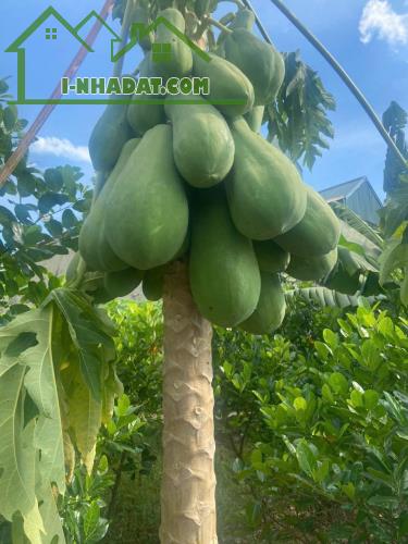 CẦN BÁN LÔ ĐẤT VỊ TRÍ ĐẸP- GIÁ TỐT TẠI huyện THANH TRÌ, Tp HÀ NỘI. - 2