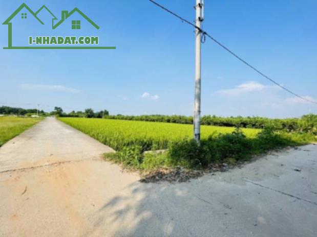 Bán Đát Ruộng GiA Lâm Lệ Chi Kim Hồ - 2
