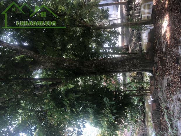 ĐẤT NGUYỄN VĂN THẢNH - BÌNH TÂN - VĨNH LONG - HƠN 10.000 m2 - GIÁ 250tr/ 1.000 m2. - 1