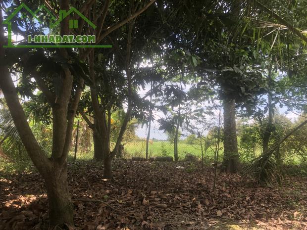ĐẤT NGUYỄN VĂN THẢNH - BÌNH TÂN - VĨNH LONG - HƠN 10.000 m2 - GIÁ 250tr/ 1.000 m2. - 2