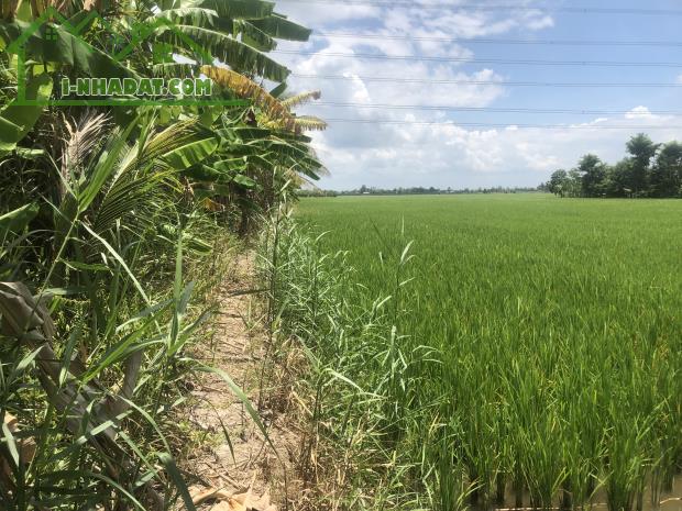 ĐẤT NGUYỄN VĂN THẢNH - BÌNH TÂN - VĨNH LONG - HƠN 10.000 m2 - GIÁ 250tr/ 1.000 m2. - 3