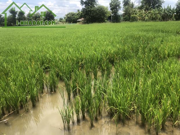 ĐẤT NGUYỄN VĂN THẢNH - BÌNH TÂN - VĨNH LONG - HƠN 10.000 m2 - GIÁ 250tr/ 1.000 m2. - 4