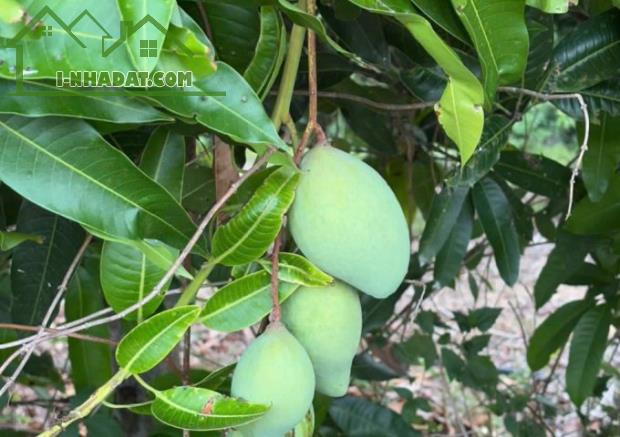 Cô Chú lớn tuổi - Cần Bán Gấp Lô Đất Vườn 2100m2 Dầu Giây, Đồng Nai - 1