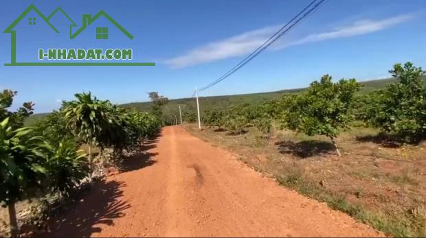ĐẤT MẶT TIỀN 10.000M2 THÔN TÂN LỰC, BÙ NHO, PHÚ RIỀNG, BÌNH PHƯỚC, NGAY KCN BÙ NHO - 2