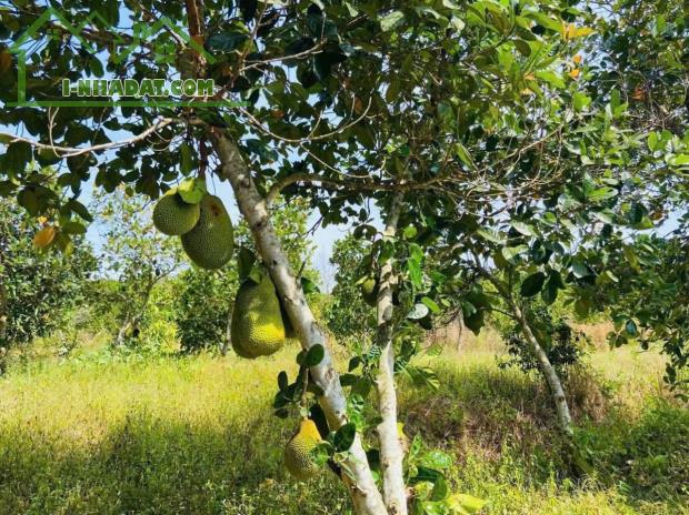 Bán đất vườn Ngãi Giao 2 sào, đất ở đô thị, trung tâm sầm uất, đầu tư lý tưởng , phủ hồng