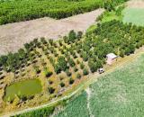 bán đất 6.000m2 xã Khánh Nam, Khánh Vĩnh có sẵn vườn Bưởi, nhà vườn, ao cá giá rẻ