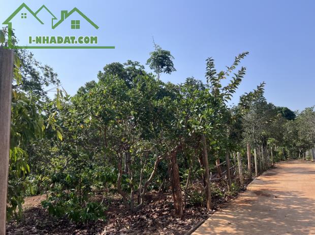 BÁN LÔ NN ĐẤT ĐỎ BAZAN 1.7 HECTA - TP.BUÔN MA THUỘT - 450TR/ SÀO - 4