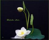 Bán gấp giá rẻ Mai Hương 20m, 4 tầng, mặt tiền 3m, 3 tỷ Hai Bà Trưng.