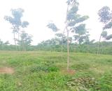 hơn 11000m² cao su non đường lớn gần khu công nghiệp chỉ 1tỷ5 Tân Hòa Đồng Phú