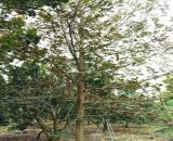 BÁN ĐẤT XÀ BANG CHÂU ĐỨC CÓ VƯỜN TRÁI CÂY DIỆN TÍCH 100.000M2 CÓ 900M2 THỔ CƯ