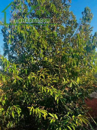 🏞️ SIÊU PHẨM VƯỜN TRÁI CÂY LÁNG LỚN CHÂU ĐỨC 2,2HA CÓ SUỐI – 200M² THỔ CƯ – GIÁ 22 TỶ - 1