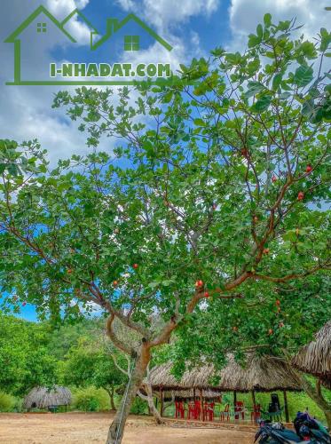 🏞️ SIÊU PHẨM VƯỜN TRÁI CÂY LÁNG LỚN CHÂU ĐỨC 2,2HA CÓ SUỐI – 200M² THỔ CƯ – GIÁ 22 TỶ - 2