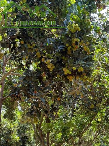 🏞️ SIÊU PHẨM VƯỜN TRÁI CÂY LÁNG LỚN CHÂU ĐỨC 2,2HA CÓ SUỐI – 200M² THỔ CƯ – GIÁ 22 TỶ - 5