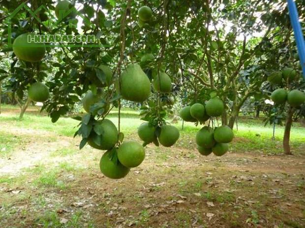 Chủ gửi bán gấp lô đất vườn giá tốt 410tr/1000m2 tại Định Quán - 3