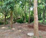 Bán đất Xà Bang 1 sào 4, chỉ 1.5 tỷ – gần đường lớn, có vườn tiêu sẵn