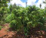 Đất đẹp Kim Long – CLN 3.200m², đất đỏ bằng phẳng, sổ sẵn, giá 3 tỷ 600 triệu