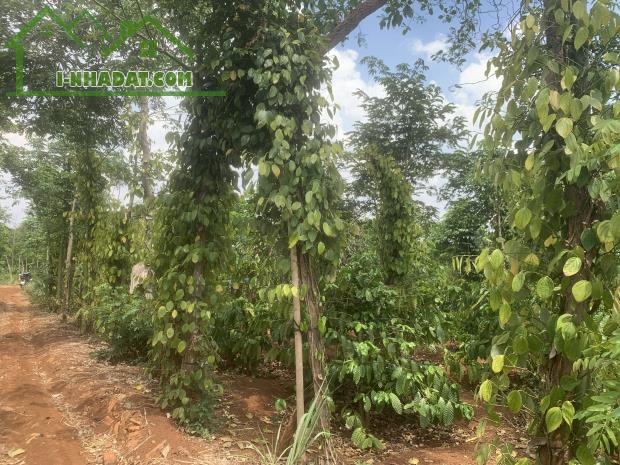 chủ cần bán lô đất giá rẻ diện tích 1.3HA xã Ea D’rơng, huyện Cưm’gar, Tỉnh Đắk lắk - 2