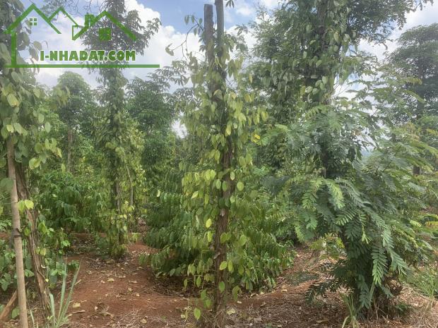 chủ cần bán lô đất giá rẻ diện tích 1.3HA xã Ea D’rơng, huyện Cưm’gar, Tỉnh Đắk lắk - 1