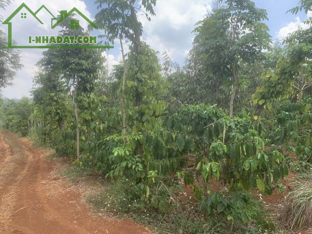 chủ cần bán lô đất giá rẻ diện tích 1.3HA xã Ea D’rơng, huyện Cưm’gar, Tỉnh Đắk lắk