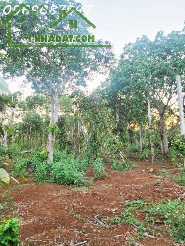 CƠ HỘI ĐẦU TƯ – 1.3HA GIÁ CHỈ 650 TRIỆU/SÀO! CUÔR ĐĂNG GIÁP HÒA THUẬN-BUÔN MATHUỘT -