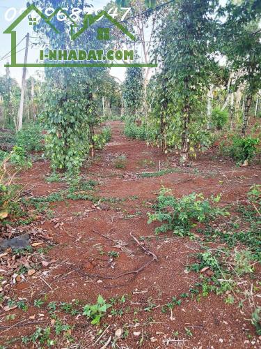 CƠ HỘI ĐẦU TƯ – 1.3HA GIÁ CHỈ 650 TRIỆU/SÀO! CUÔR ĐĂNG GIÁP HÒA THUẬN-BUÔN MATHUỘT - - 1