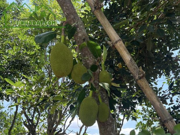 SỞ HỮU NGAY MẢNH ĐẤT NGHỈ DƯỠNG GẦN ĐÀ LẠT – GIÁ CỰC MỀM – CÓ NHÀ ĐANG XÂY - 3