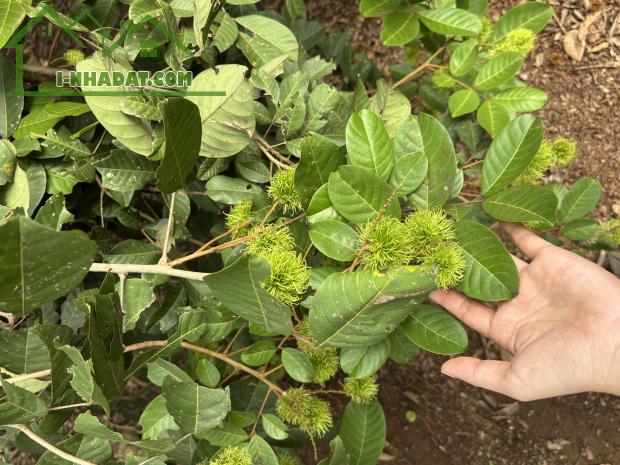 CHÍNH CHỦ BÁN ĐẤT CÓ VƯỜN TRÁI CÂY, GIÁ CHỈ 1ty/sào, TẠI THỐNG NHẤT