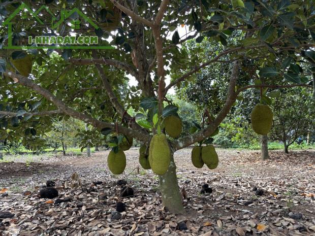 CHÍNH CHỦ BÁN ĐẤT CÓ VƯỜN TRÁI CÂY, GIÁ CHỈ 1ty/sào, TẠI THỐNG NHẤT - 1