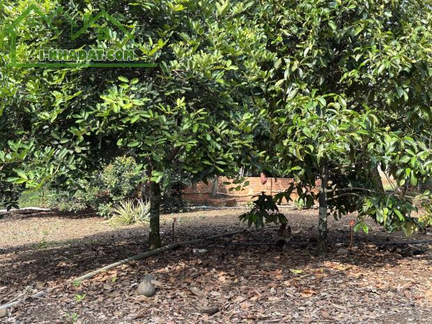 CHÍNH CHỦ BÁN ĐẤT CÓ VƯỜN TRÁI CÂY, GIÁ CHỈ 1ty/sào, TẠI THỐNG NHẤT - 3